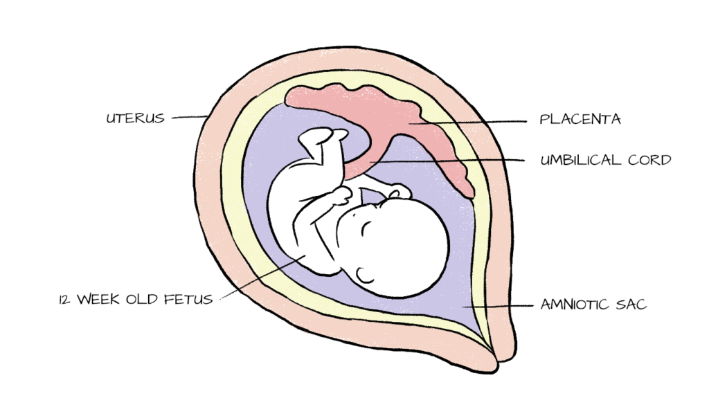 placental-structure-and-circulation-the-pulse