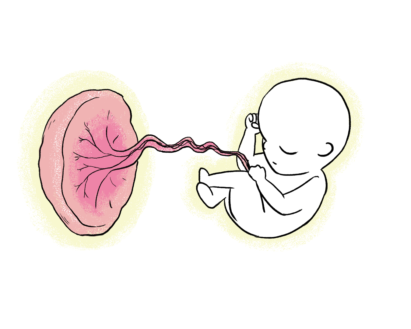 what is placenta