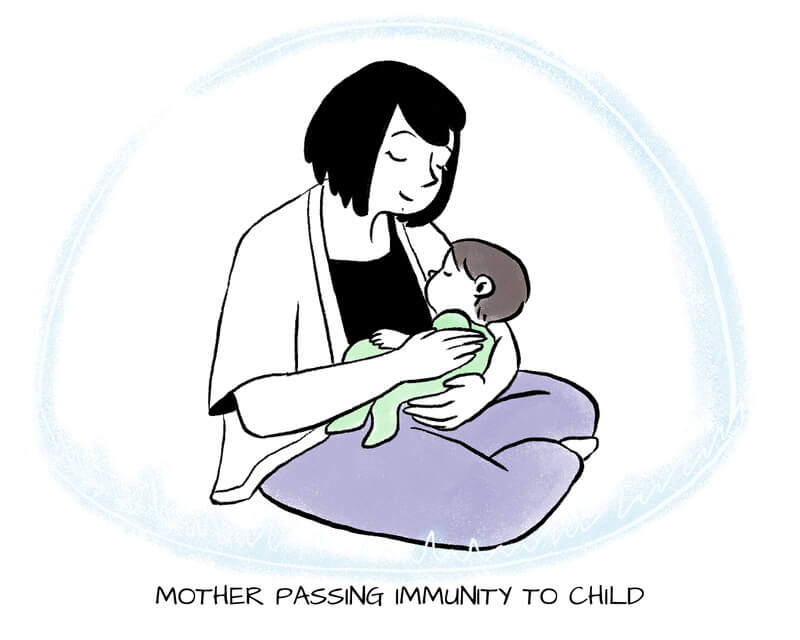 Breastfeeding and baby immune system