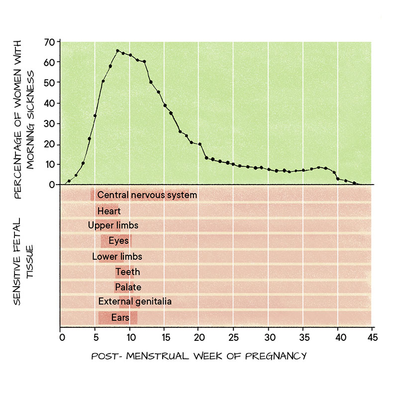 A graph explaining the development of fetal tissues and the intensity of morning sickness.