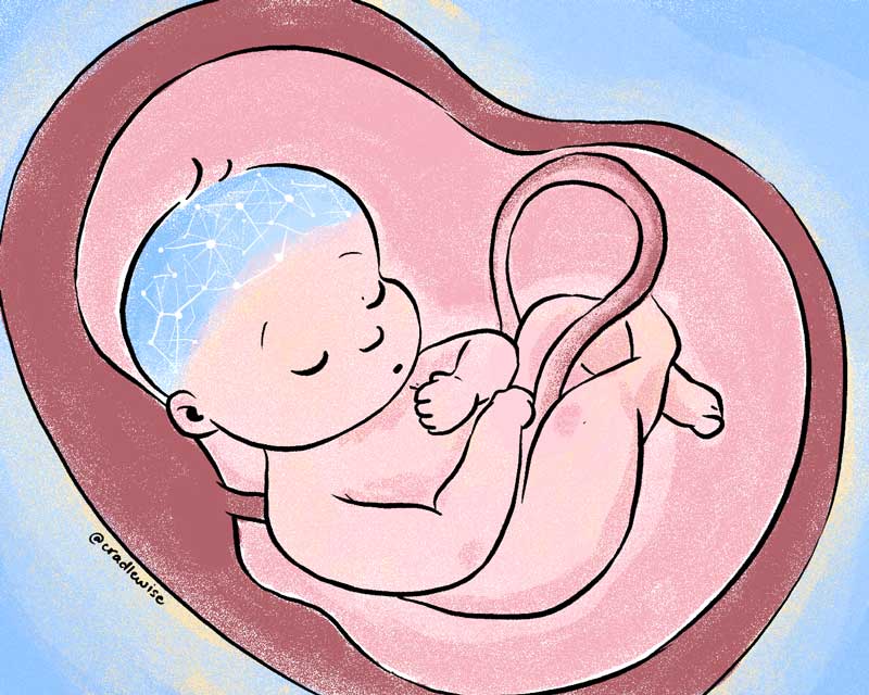 baby in utero